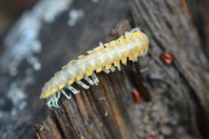 Millipede. Photo: Anna Towers