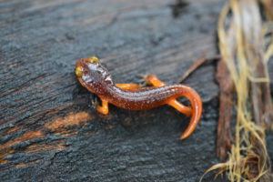 California newt. Photo: Anna Towers