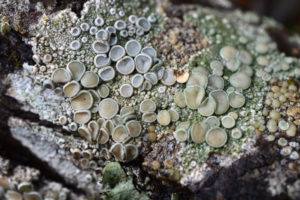 Fruiting cup lichen. Photo: Anna Towers