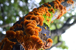 Stereum sp., an orange parchment fungus. Photo: Anna Towers