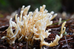 White coral mushrooms. Photo: Anna Towers