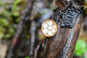 Crucibulum crucibuliforme: white egg bird's nest fungus - a close-up look. Photo: Anna Towers