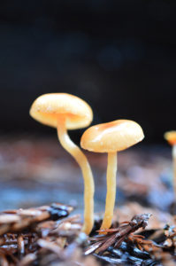 Little waxcap mushrooms. Photo: Anna Towers