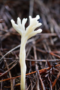 Ramariopsis kunzei grp., white coral under redwood. Photo: Anna Towers