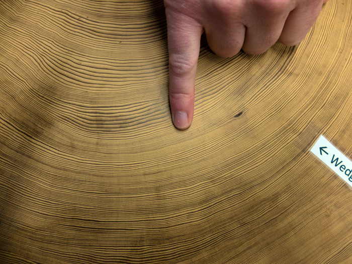a redwood core with rings