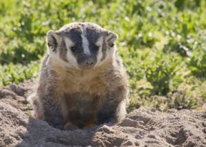 The American badger (Taxidea Taxus) appears out in the open on rare occasions. Photo: OR DFW
