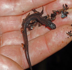 Slender salamander. Photo: Ross Millikan