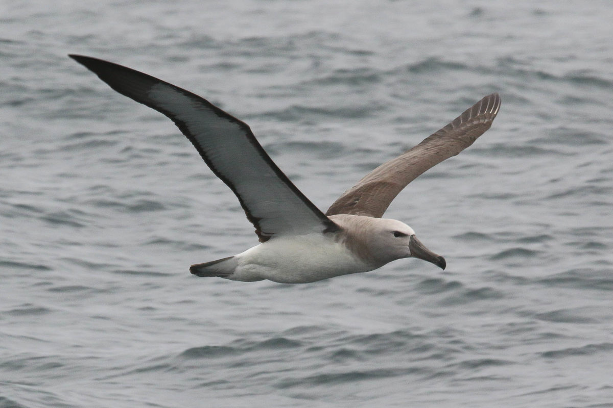 Salvin's Albatross, image courtesy of Alvaro Jaramillo.