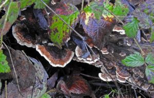 Trametes versicolor or the turkey tail mushroom. Photo: Ross Millikan