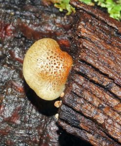 Crepidotus mollis, a brown spored, stipe-less, semi-circular woodrotter. Photo: Ross Millikan