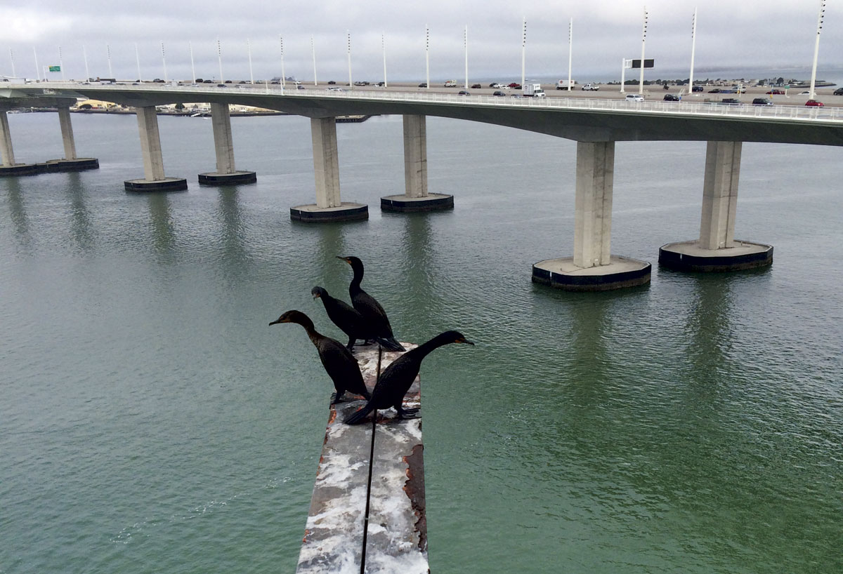 cormorants on the old bridge