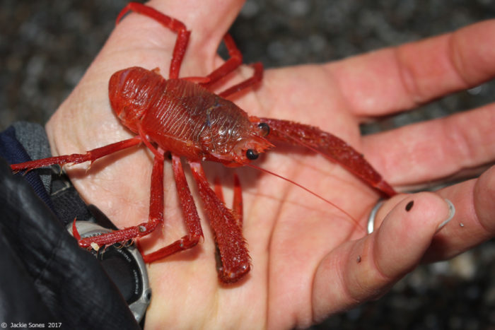 pelagic red crab in hand