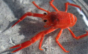 pelagic red crab