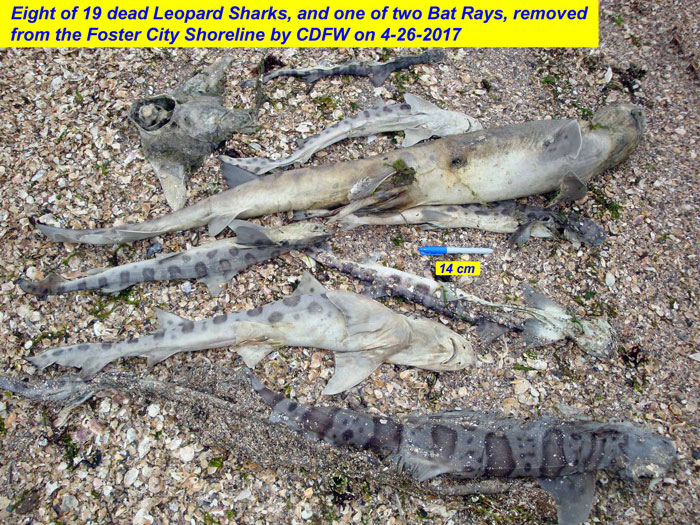 Bildergebnis für dead leopard sharks san francisco