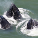 humpack whales