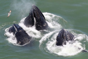 humpack whales