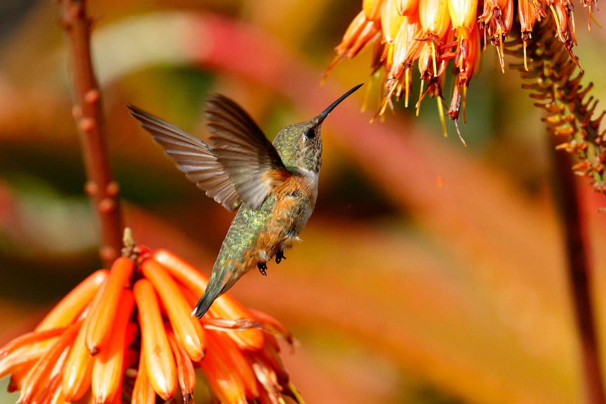 Ask the Naturalist: Can Hummingbirds Taste Their Food?