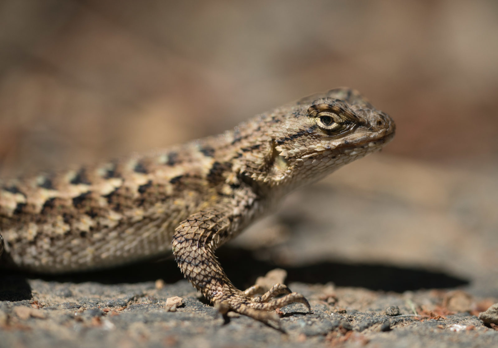 Ask The Naturalist: How Do I Know If a Lizard Is Male Or Female? 