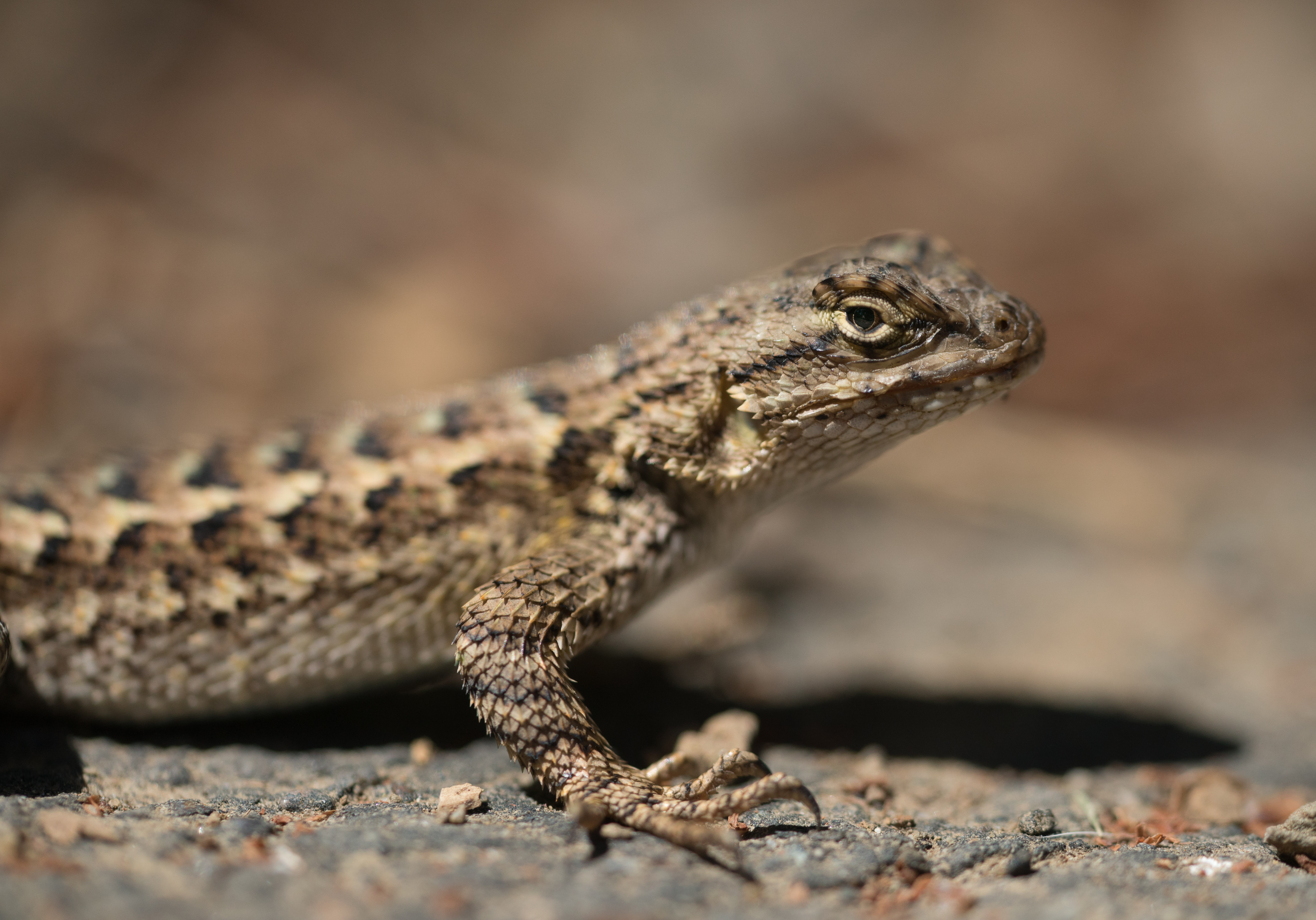 Ask The Naturalist: How Do I Know If a Lizard Is Male Or Female? -
