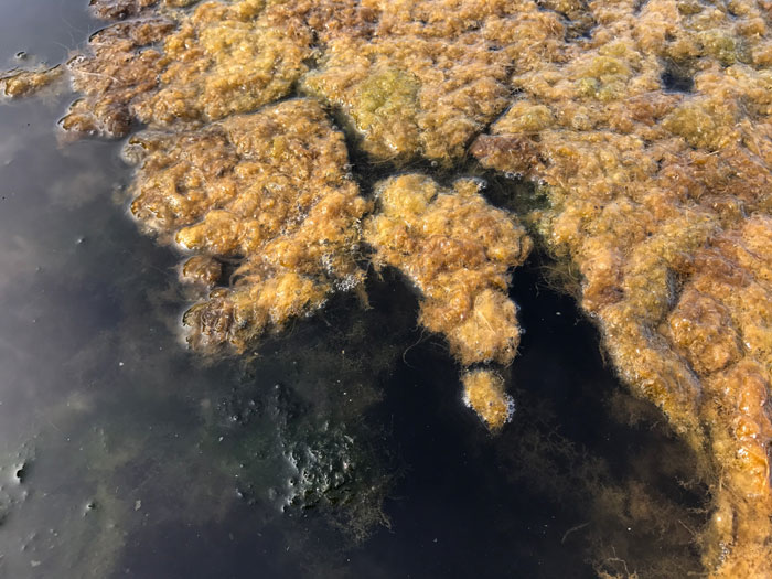 Brownish yellow algae on the surface of Aquatic Park.