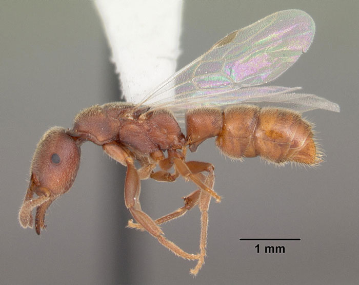 queen dracula ant