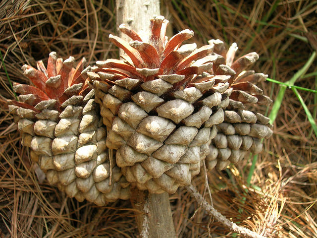 pine cone seeds look like