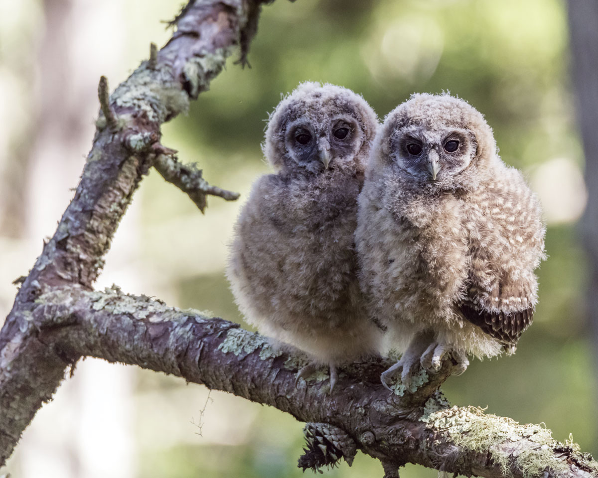 spotted owlets