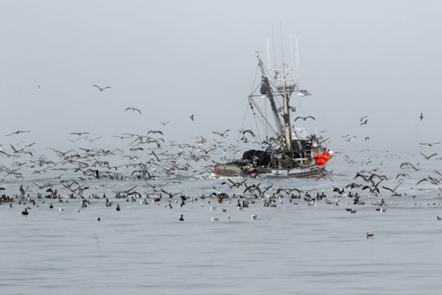 Not surprisingly, seabirds and a fishing boat are attracted to the same school of fish off Half Moon Bay. (Photo by Donna Pomeroy)