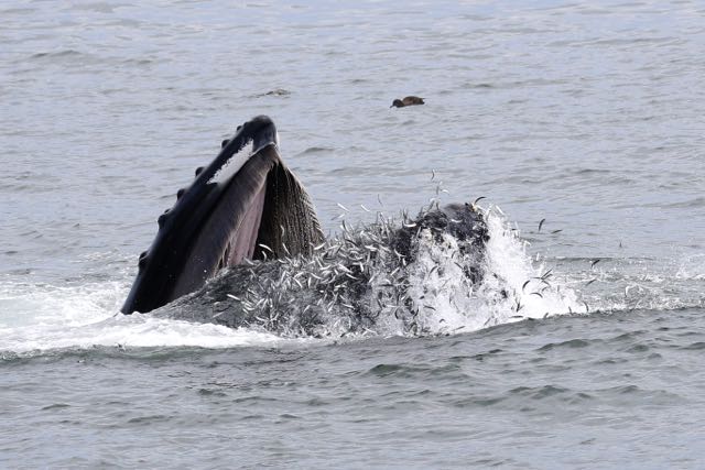 A humpback whale takes a big gulp of anchovies. (Photo by Donna Pomeroy)