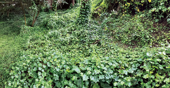 Cape ivy overruns trees and trail in Golden Gate Park. (Photo by Eric Simons)