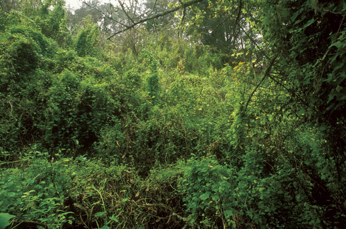 cape ivy near Bolinas