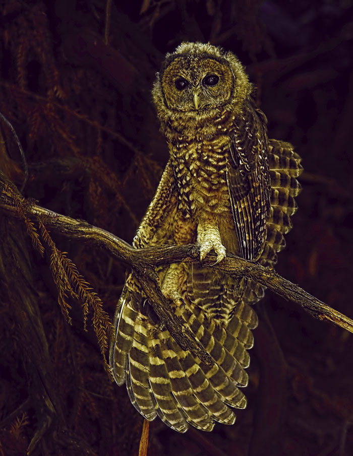 spotted owl at night