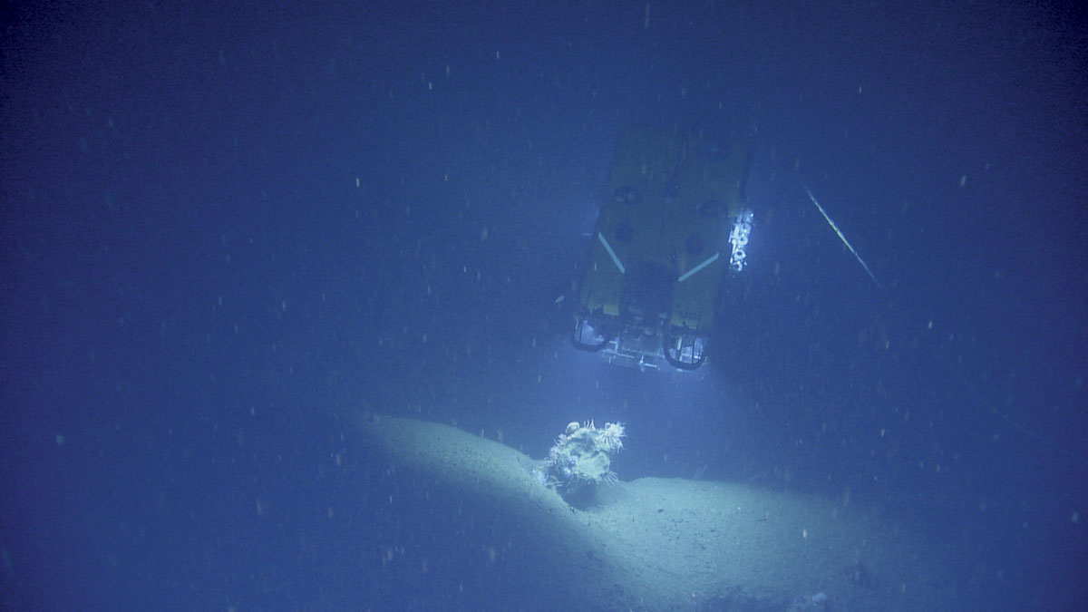 First Photos From The Seafloor In Cordell Bank Marine Sanctuary