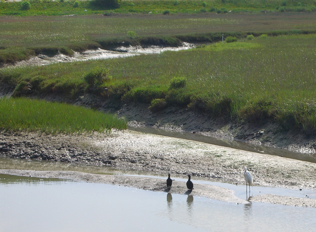 Tidal marshes, such as this one at Point Isabel in Richmond, are some of the most critical buffers of sea level rise. (Photo by Mary Mactovish)