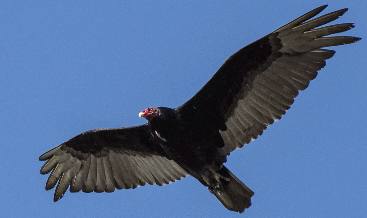 Why do turkey vultures have red heads?