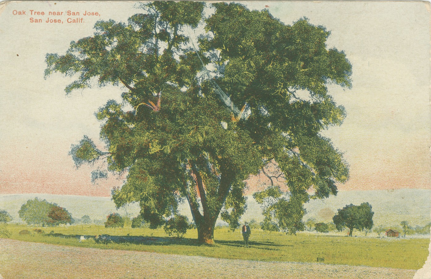 valley oak postcard