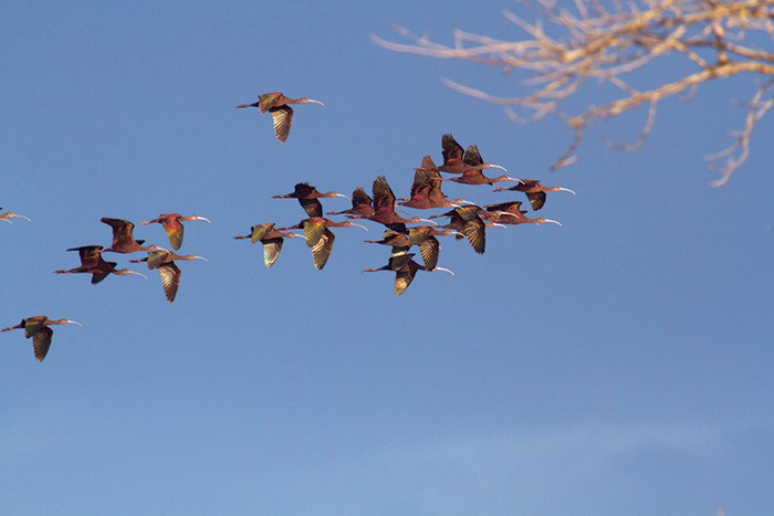 The long curved bills on white-faced ibis make them easy to identify. (Photo by Rick Lewis)