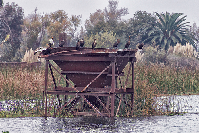 Cormorants perch on the remnant dredging equipment at Big Break. (Photo by Robin Mayoff)