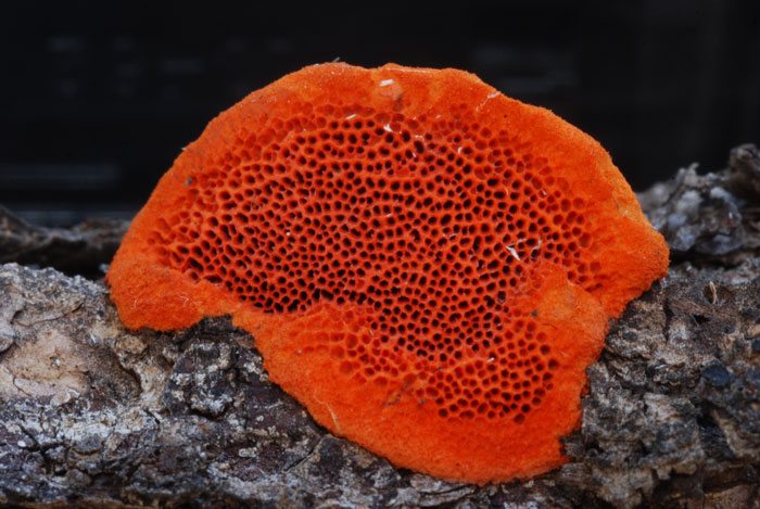polypore fungus