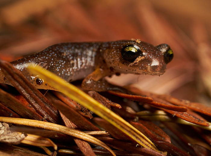A very young ensatina. (Photo by Tony Iwane)
