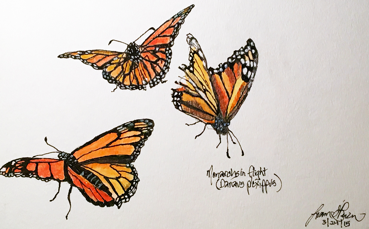 monarchs in flight