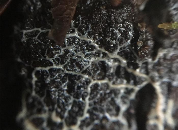 slime mold plasmodium