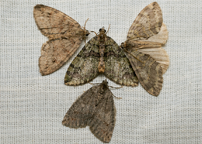 A collection of adult Hydriomena moths from early February. (Photo by Tony Iwane, California Center for Natural History)