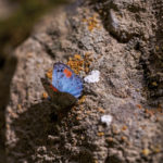 sonoran blue butterfly