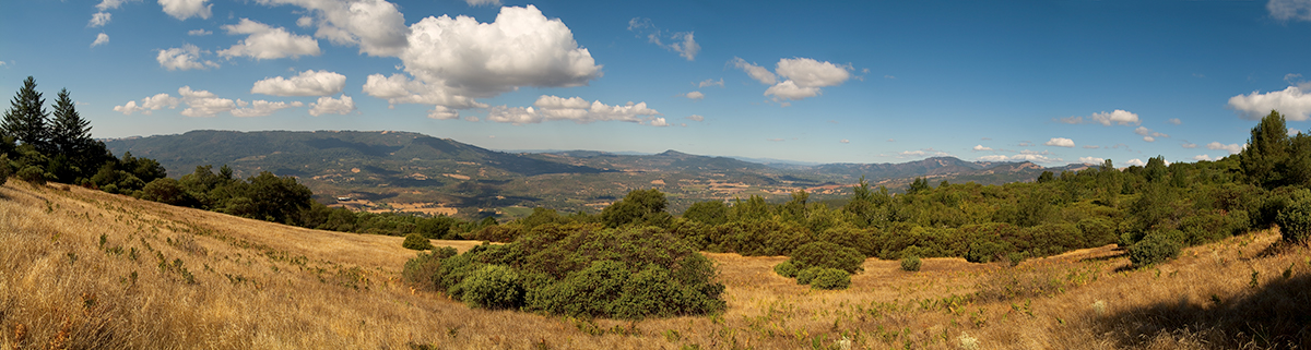 looking west from the Mayacamas