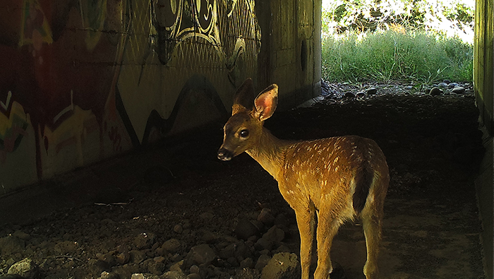In one analysis deer made up almost 50 percent of the individual animals using four underpasses monitored with camera traps. (Photo courtesy Sonoma Land Trust)