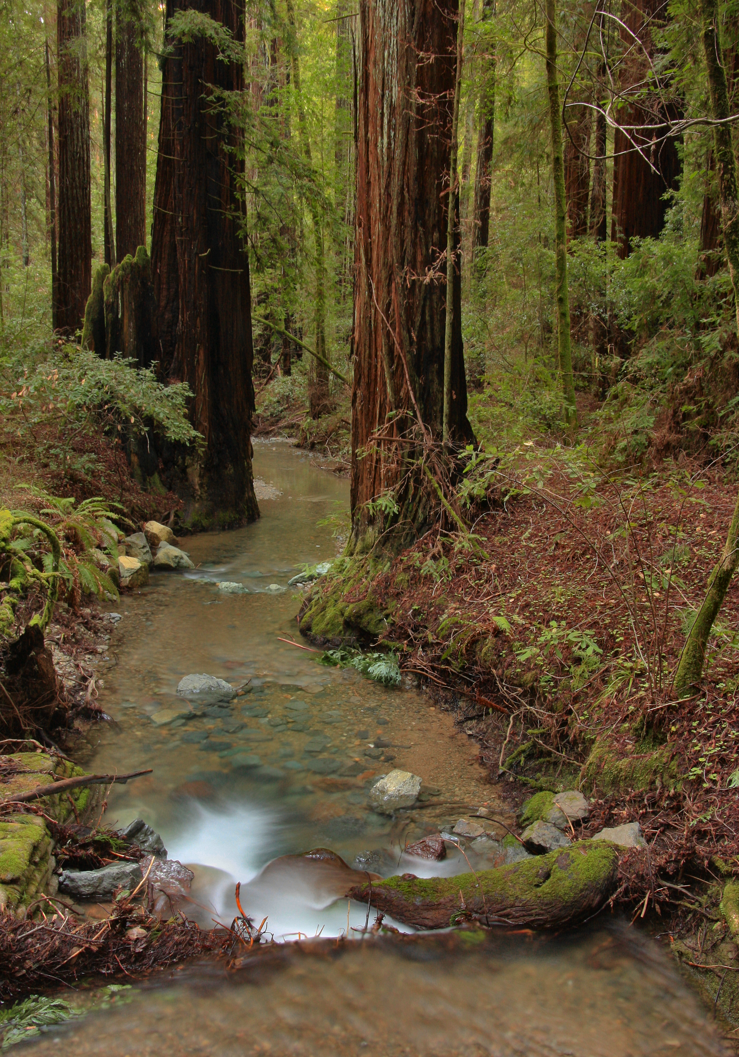 Forest Bathing Seminar & Walk