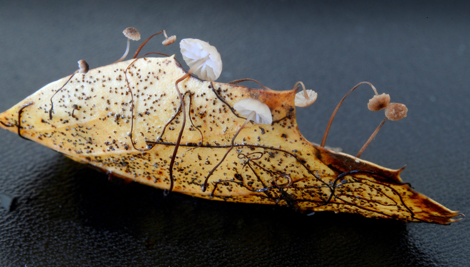 fungi on oak leaf