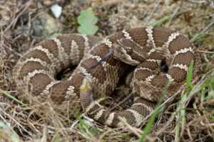 neonate rattlesnake
