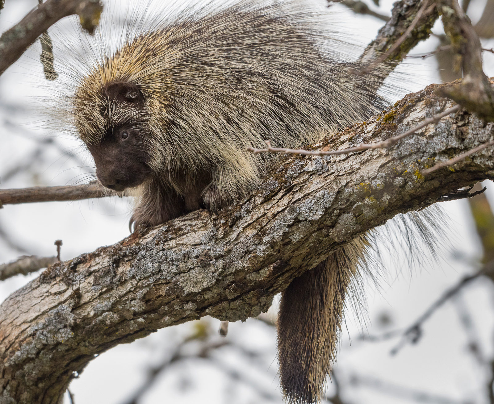 Bay Nature Magazine: Do Porcupines Live in the Bay Area?